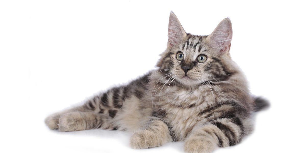 Durée de vie et santé du chat de forêt norvégienne - Des gènes bienveillants ? - img