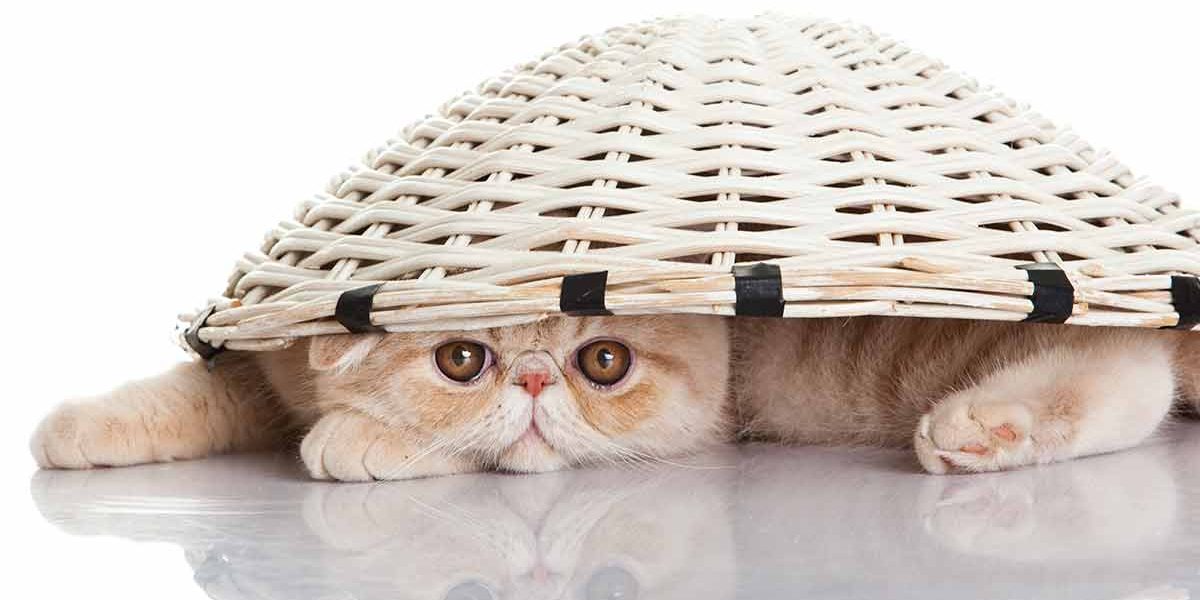 Exotic Shorthair - Besoins en matière de tonte et de toilettage - img
