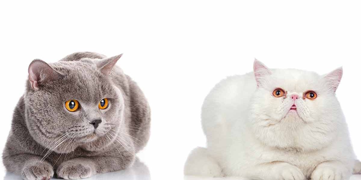 Exotic Shorthair Vs British Shorthair - Quel est le meilleur animal de compagnie ? - img