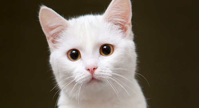 Faits sur les chats blancs : 8 raisons pour lesquelles les chats blancs sont géniaux - img