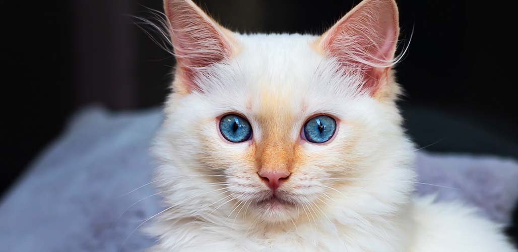 Flame Point Ragdoll - img