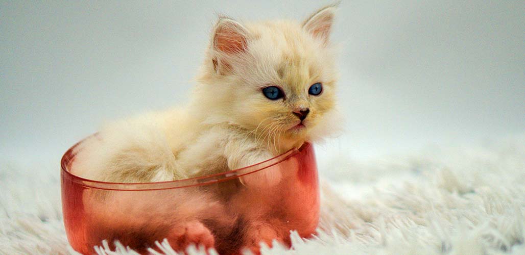 Guide de développement et de soins pour les chatons de 6 semaines - img