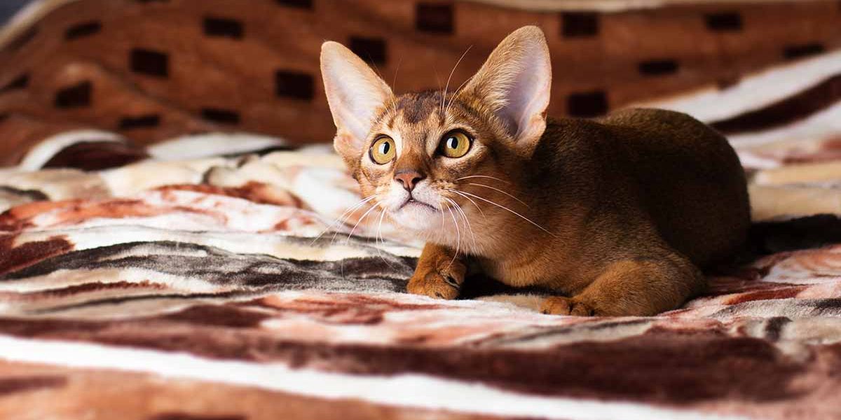 Guide des races de chats abyssins - img
