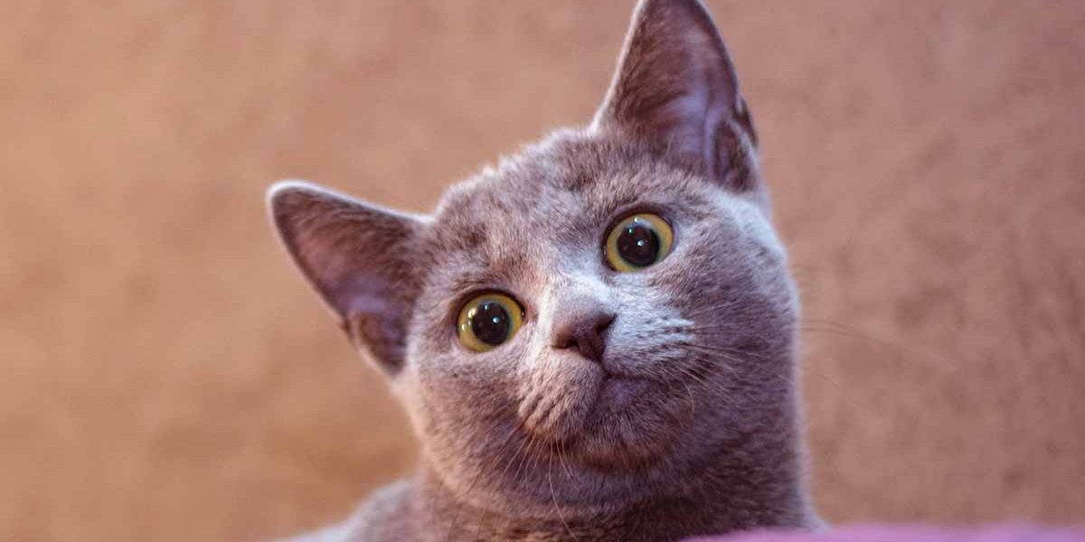 Guide des races de chats bleus russes - img