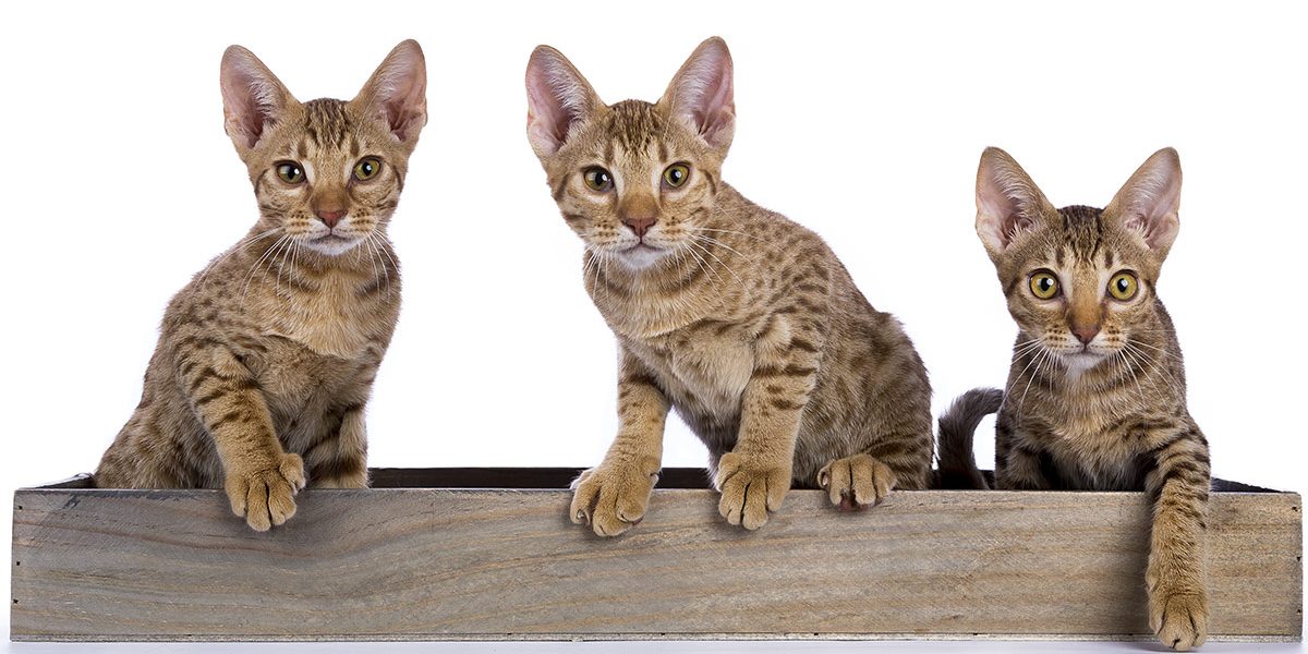 Guide des races d'ocicats - img