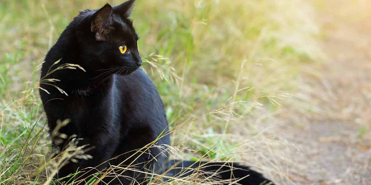 Guide des tailles des chats Bombay - Quelle est leur taille ? - img