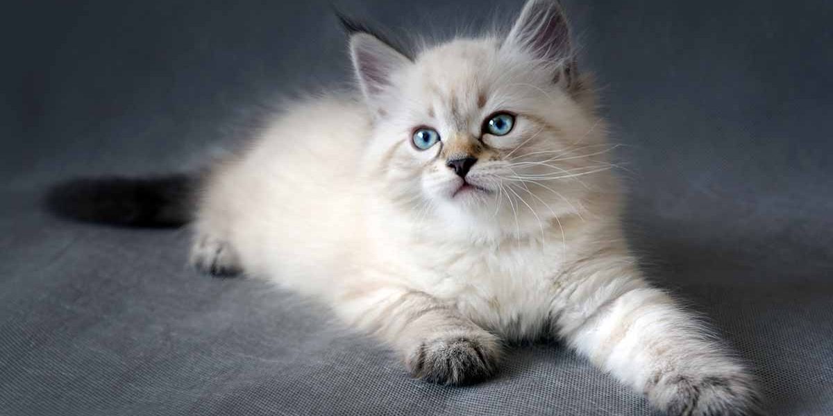 Guide du chat sibérien - img