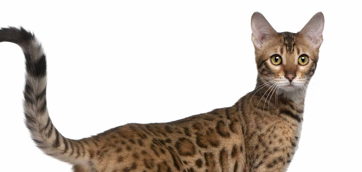 Guide du chaton de 6 mois - img