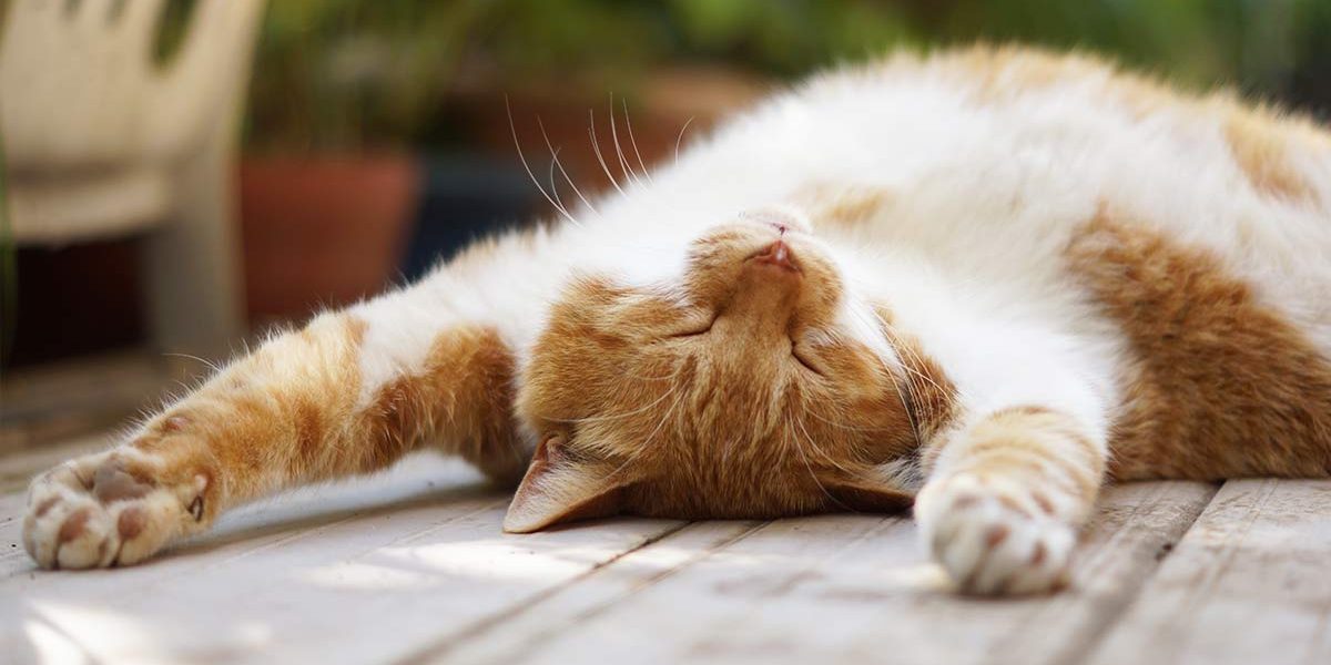 Huile de Neem pour les chats - img