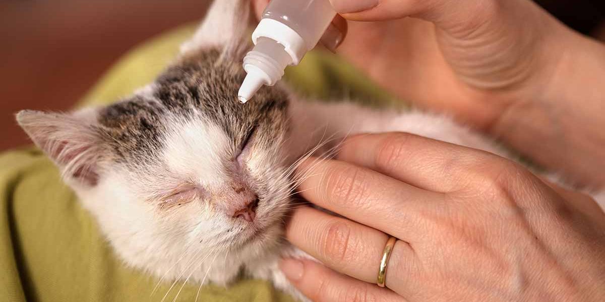 Infection de l'œil du chat Remèdes maison, signes et symptômes - img