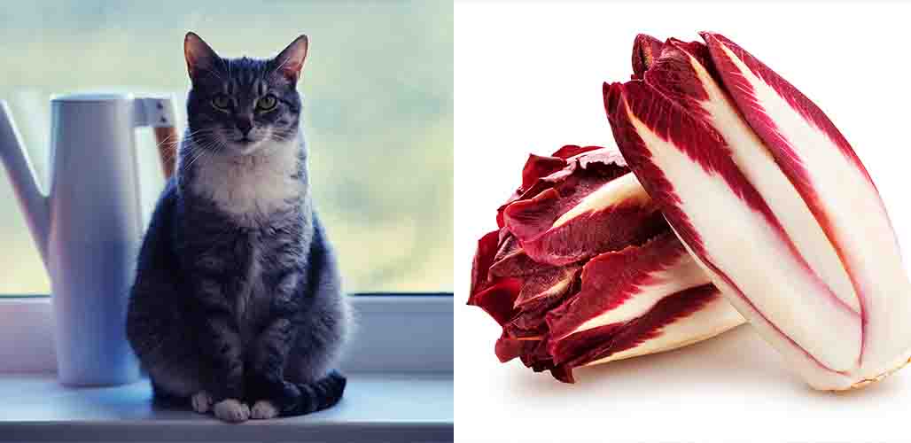 La chicorée est-elle toxique pour les chats ? - img