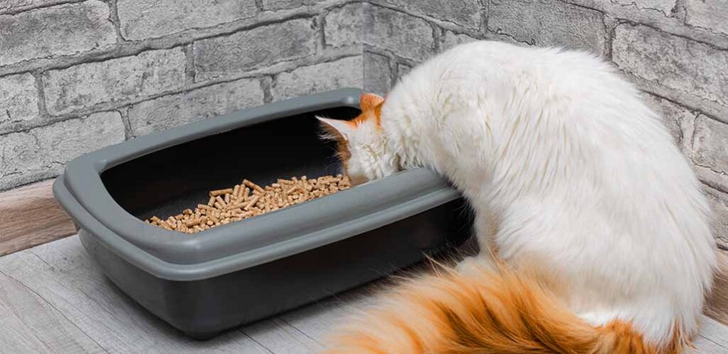 La litière pour chats est-elle périmée ? - img