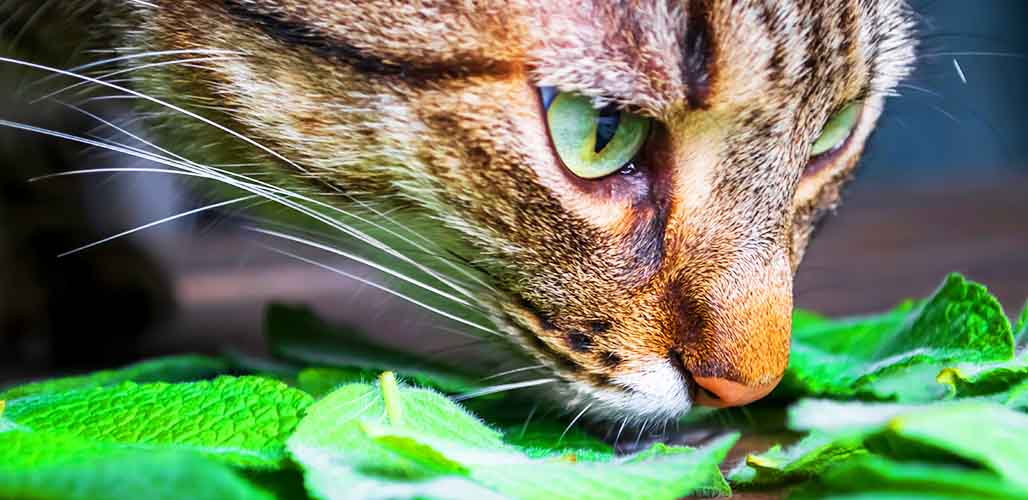 La menthe est-elle mauvaise pour les chats ? - img