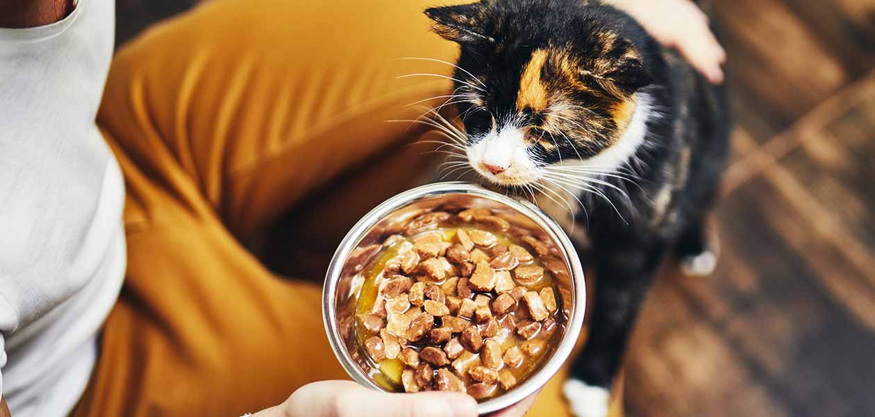 La nourriture maison est-elle meilleure pour les chats ? Avantages, inconvénients et sécurité - img