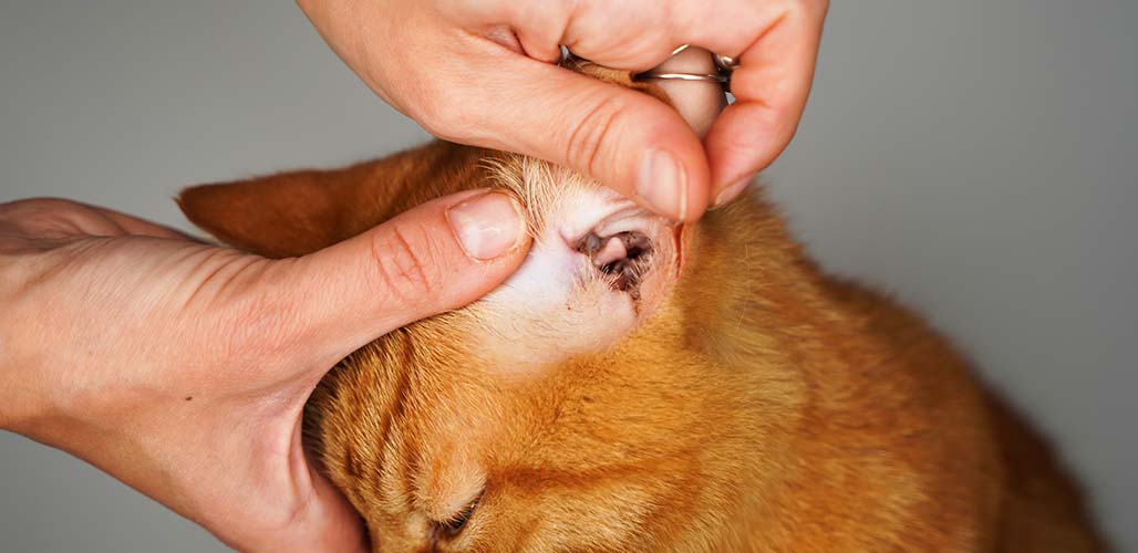 L'alcool à friction tue-t-il les mites d'oreille chez les chats ? - img