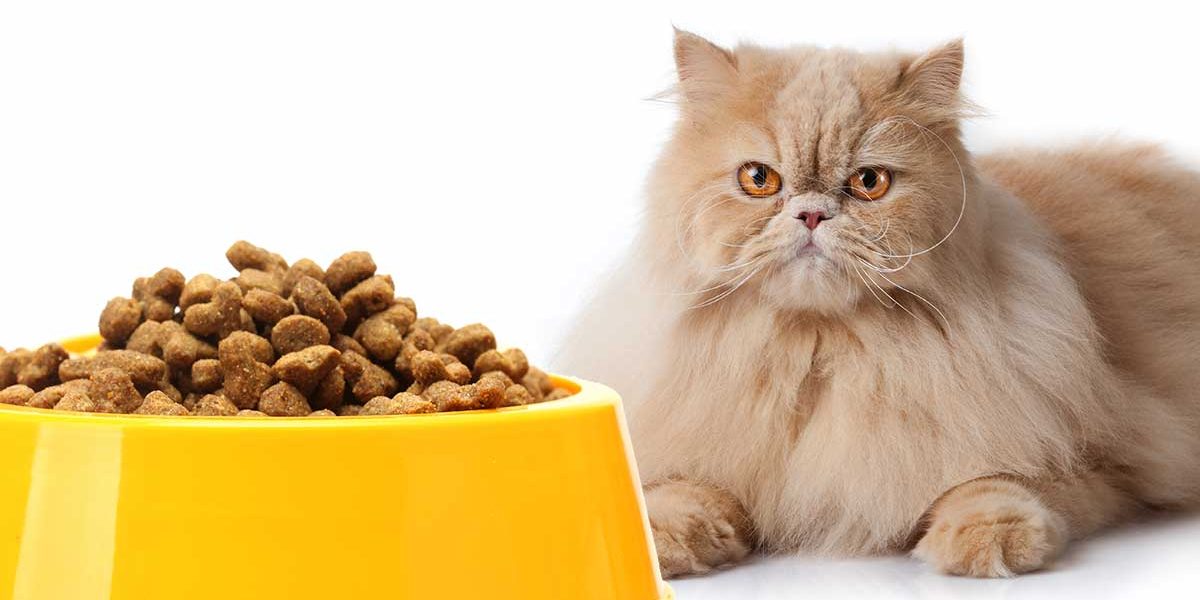 L'alimentation d'un chat persan - Votre guide alimentaire complet - img