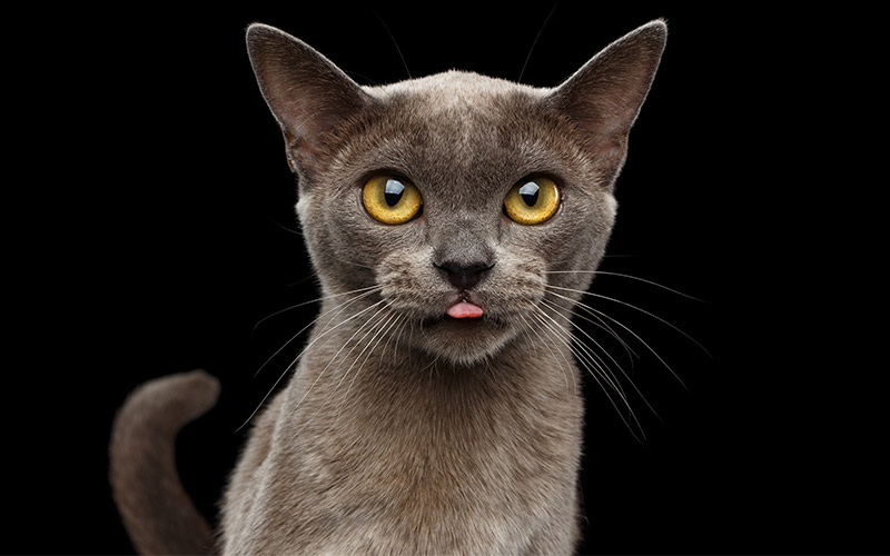 Le chat birman - Un guide complet - img