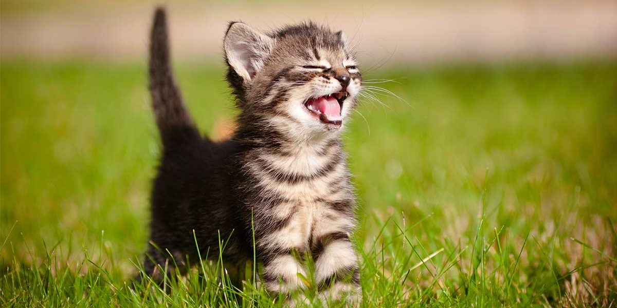 Le hoquet du chat - Pourquoi mon chat a-t-il le hoquet ? - img