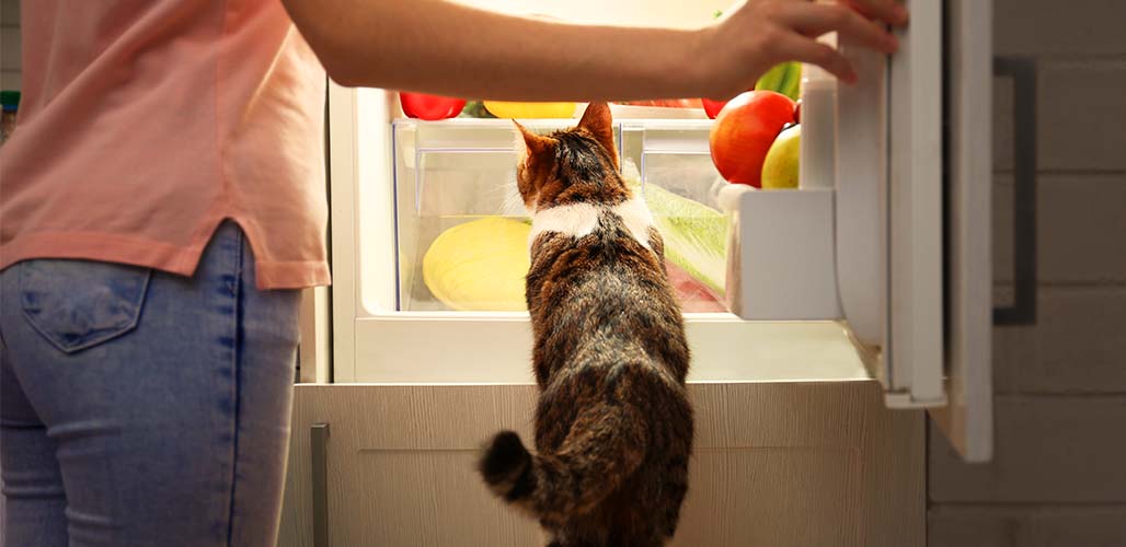 Les aliments humides pour chats doivent-ils être réfrigérés ? - img