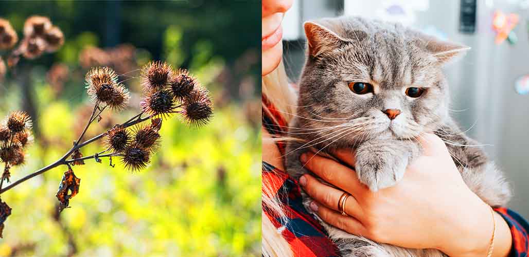 Les bavures font-elles mal aux chats ? - img