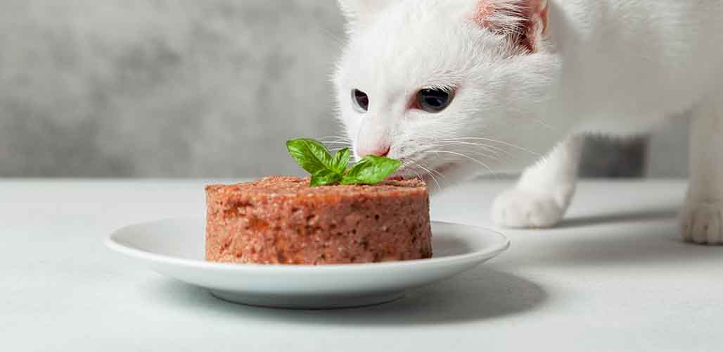 Les chats aiment-ils la nourriture chaude ? - img