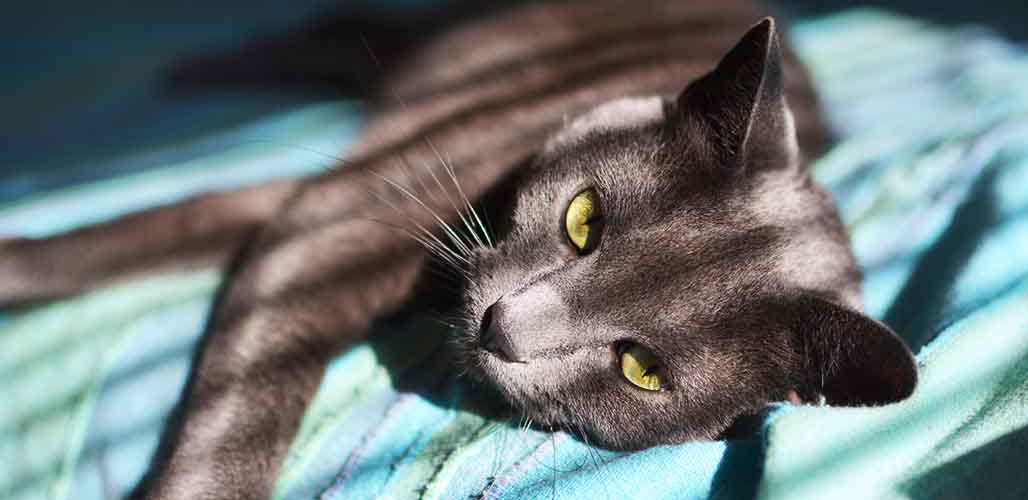 Les chats bleus russes perdent-ils leurs poils ? - img