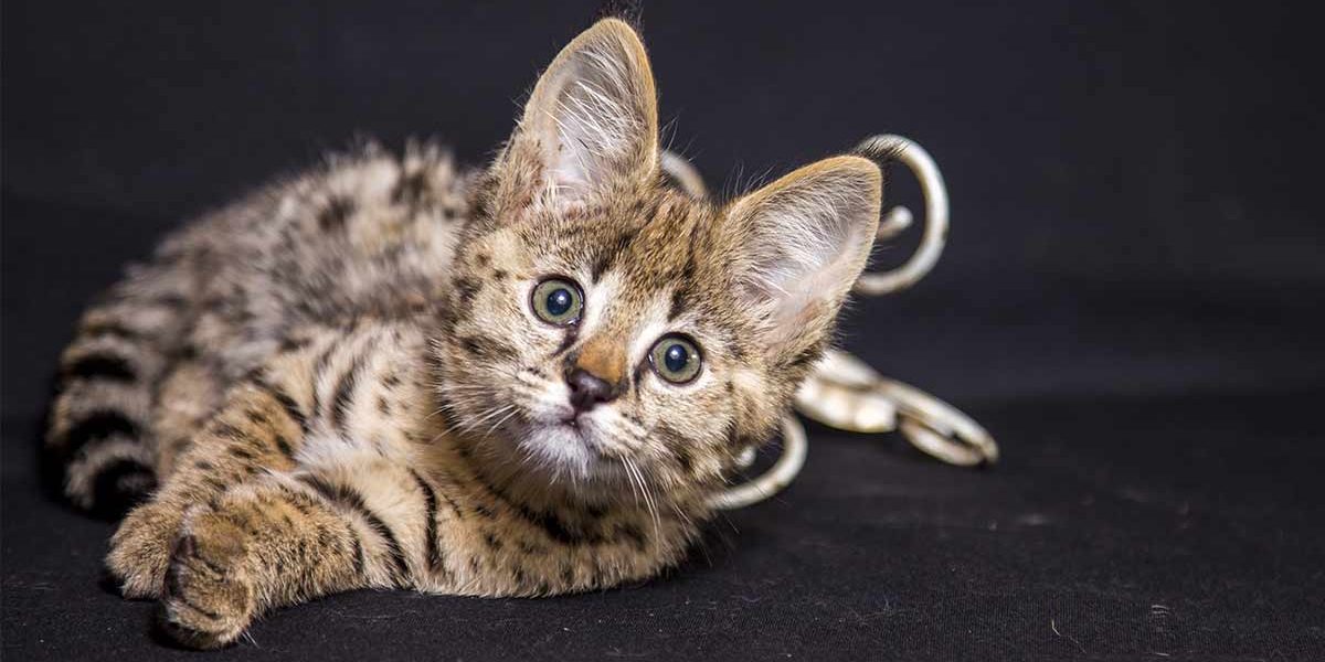 Les chats de Savannah sont-ils de bons animaux de compagnie ? - img