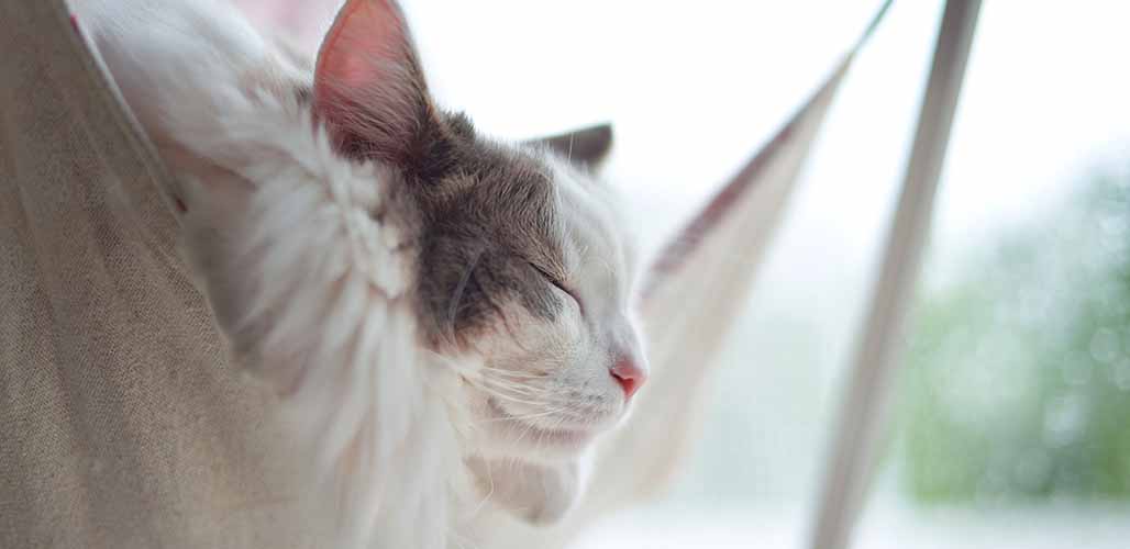 Les chats dorment-ils plus les jours de pluie ? - img