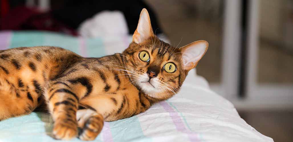 Les chats du Bengale perdent-ils leurs poils ? - img