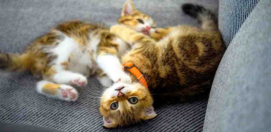 Les chats peuvent-ils avoir des rendez-vous ludiques ? - img