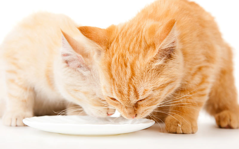 Les chats peuvent-ils boire du lait ? - img