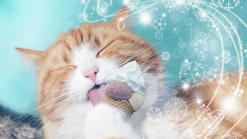 Les chats peuvent-ils manger de la glace ? - img