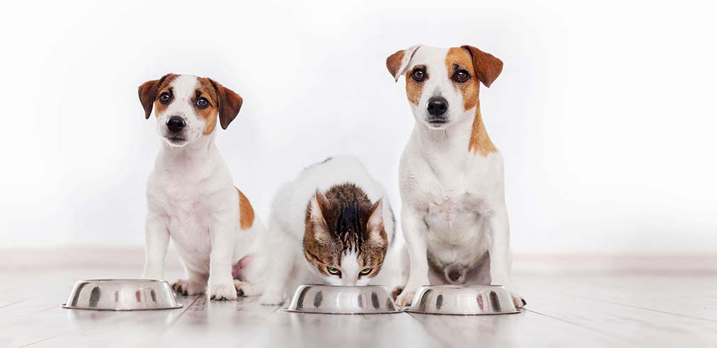 Les chats peuvent-ils manger de la nourriture pour chiens en cas d'urgence ? - img