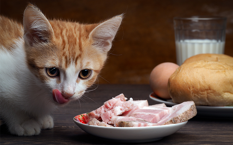 Les chats peuvent-ils manger du jambon en guise de collation ? - img