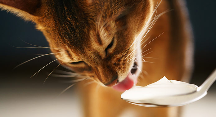 Les chats peuvent-ils manger du yaourt ? - Quand le yogourt est-il bon pour les chats ? - img