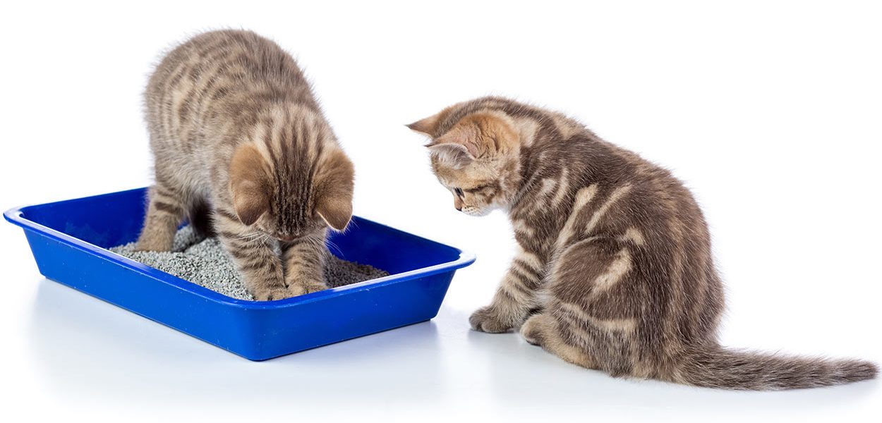 Les chats peuvent-ils partager un bac à litière ? - img