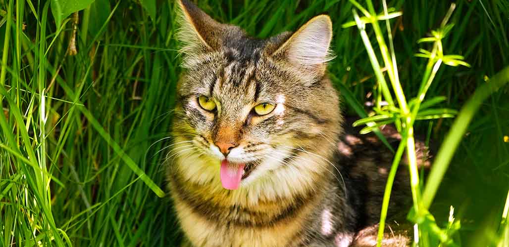 Les chats peuvent-ils respirer par la bouche ? - img
