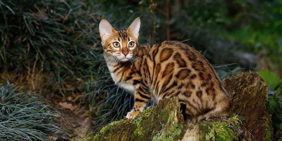 Les chats qui ressemblent aux léopards - Les races domestiques qui ressemblent aux grands félins - img