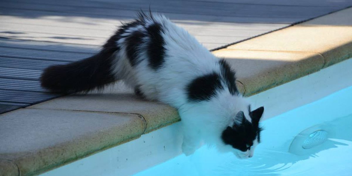 Les chats savent-ils nager ? - img