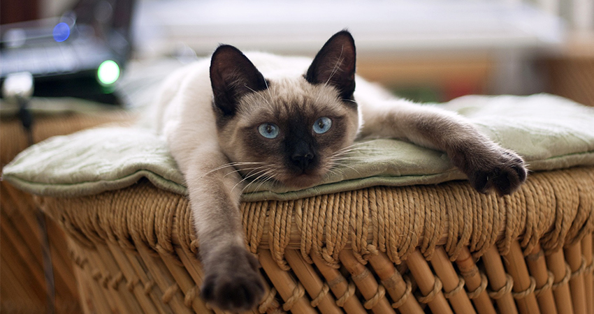 Les chats siamois : Un guide complet - img
