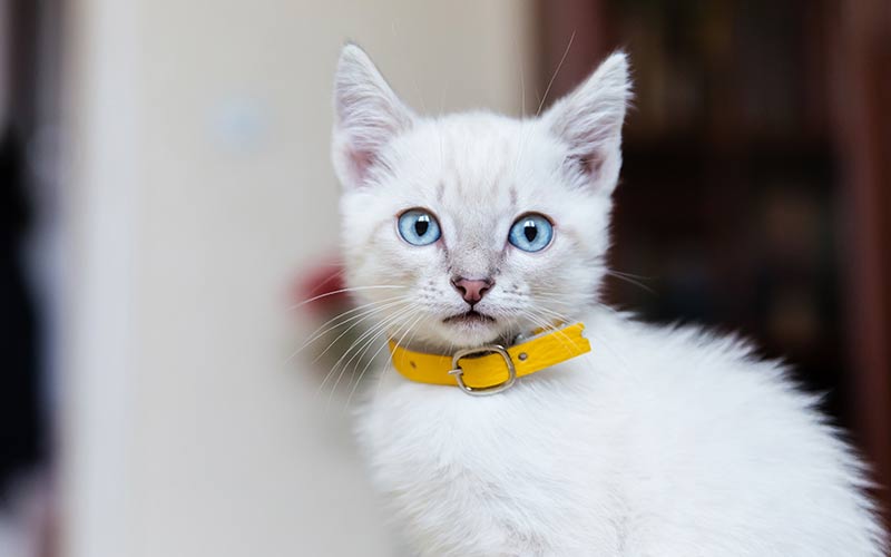 Les meilleurs colliers pour chatons - img