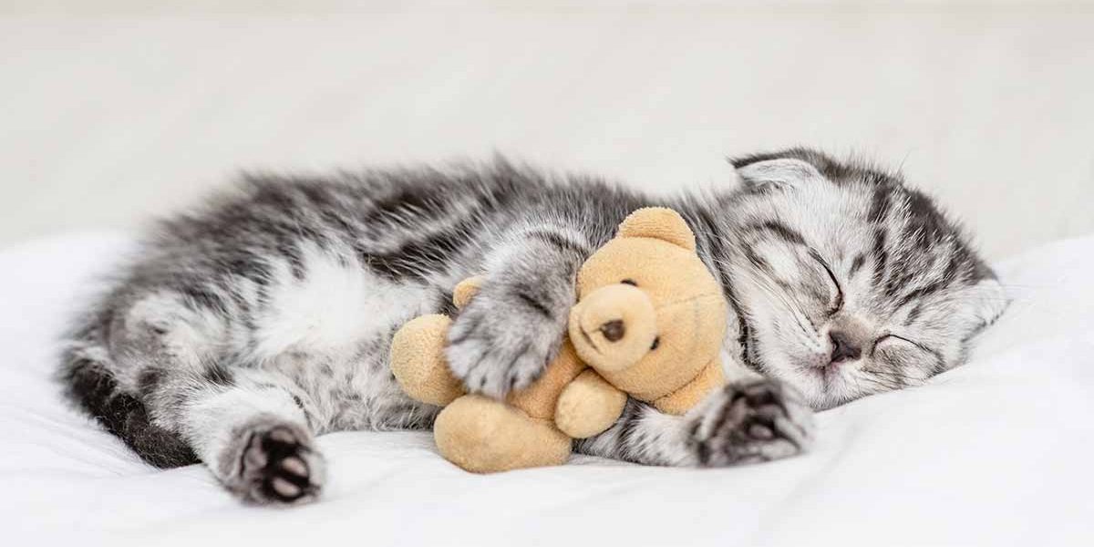 Les meilleurs jouets pour chatons - Choisis par un chaton ! - img