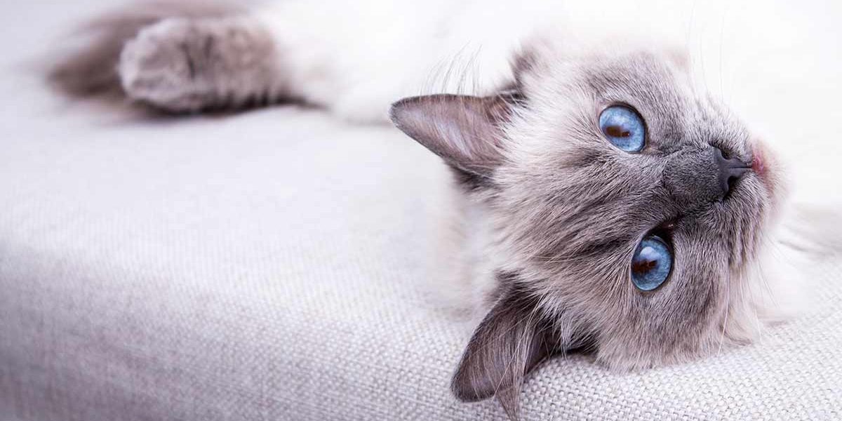 Les meilleurs jouets pour les chats Ragdoll - img
