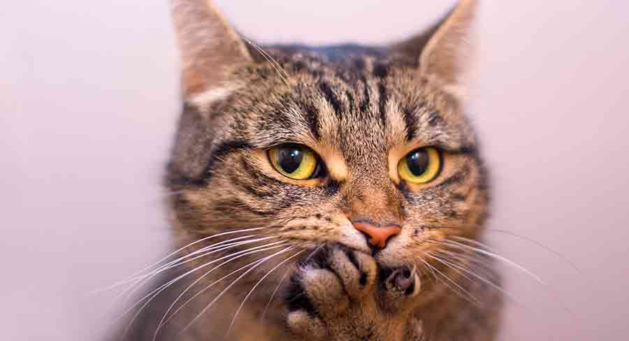 Les moustaches des chats repoussent-elles ? - img