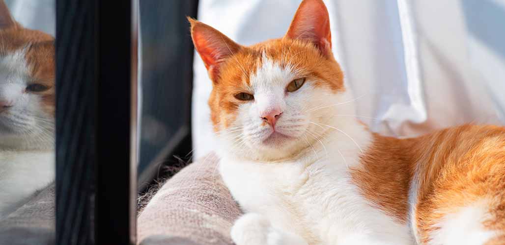 Les perchoirs de fenêtre pour chats sont-ils sûrs ? - img