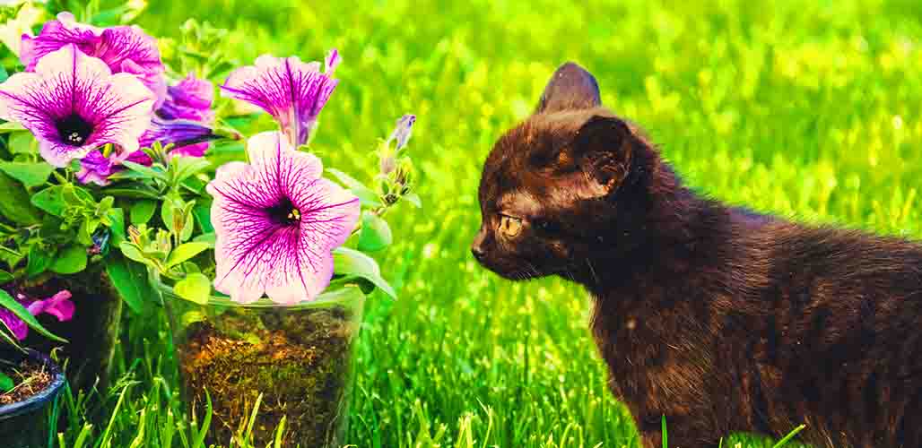 Les pétunias sont-ils toxiques pour les chats ? - img