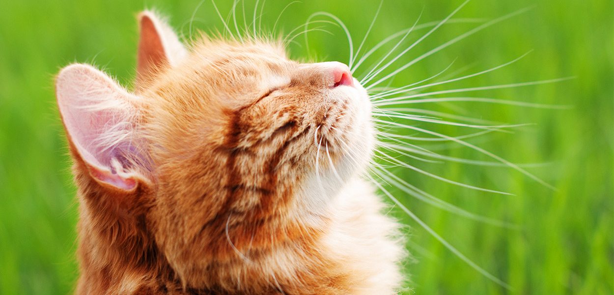 L'herbe de blé pour les chats - img