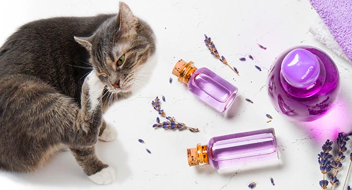 L'huile de lavande est-elle sans danger pour les chats ? - img