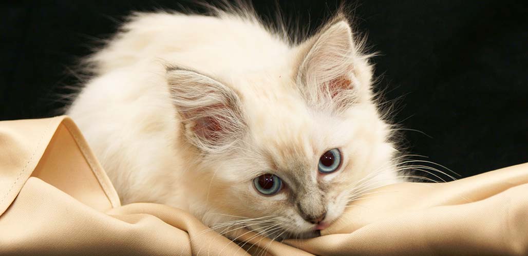 Lilac Point Ragdoll - img