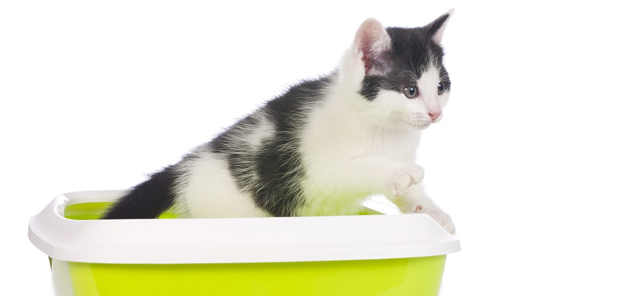 Litière pour chat non traçante - Les meilleurs produits et accessoires - img
